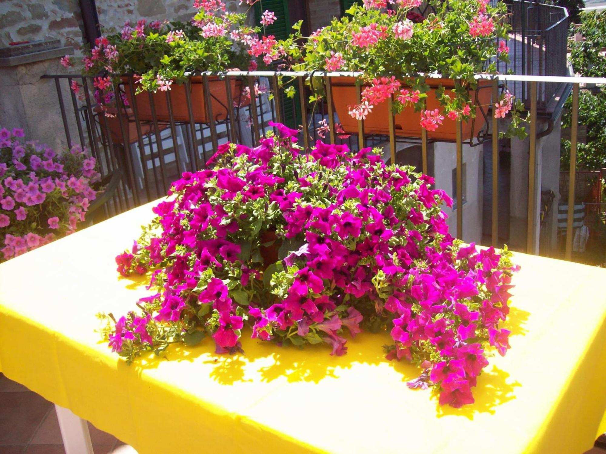Bed and Breakfast La Terrazza Fio...Rita Ripa Exterior foto
